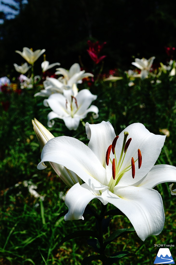 北海道最大級、213万輪のゆりの花！『オーンズ春香山ゆり園』